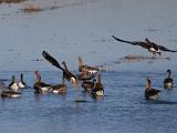 E Lower Klamath NWR 004